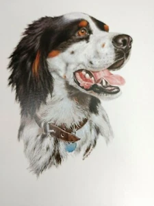 Stampa artistica cane firmata Roger Cruwys setter inglese 1992 9,5" x 12" - Foto 1 di 4