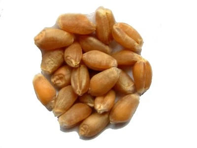 Trigo De ´Invierno Ab - Triticum Aestivum - Trigo - (Abono Verde) - SEM03 - Imagen 1 de 4