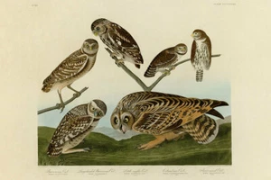 John Audubon Print - I. Burrowing Owl 2. Large Headed Burrowing Owl 3. Little... - Picture 1 of 1