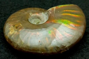 FS Stunning Fire Opal Cleoniceras Iridescent Ammonite 55mm 44.7g (AAA) - Picture 1 of 10