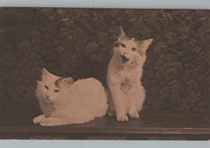 Two White Cats One with Mouth Open Floral Background Animal Postcard - Picture 1 of 2