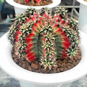 Gymnocalycium 20 Seed Multi Color Mihanovichii Variegata + FREE CERTIFICATE - Picture 1 of 4