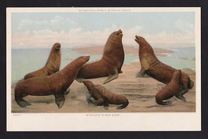 c1925 Milwaukee Museum art Steller's Sea Lion postcard - Picture 1 of 2