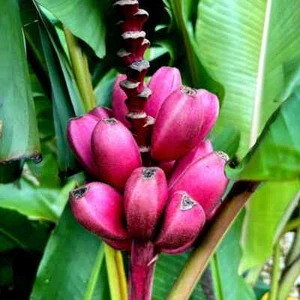 10 Pink Dwarf Banana Tree Fruit Plant Seeds (Musa velu.) Rare Fast Hardy-Zone 7b - Picture 1 of 11