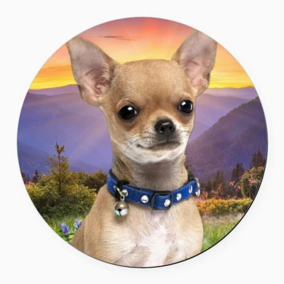 CHIHUAHUA PERRO ANIMAL MASCOTA Colgante Dije En Plata de Ley 925 20" Collar Regalo Foto 1 de 4