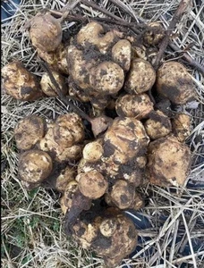 White Mammoth Organic Sunchokes Jerusalem Artichokes To Plant In Garden 1lb - Picture 1 of 1