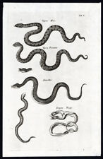 Antique Print-SNAKE-ADDER-VIPER-HORNED VIPER-REPTILE-Jonston-Merian-1657