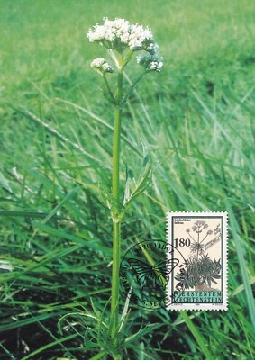 LIECHENTSTEIN 1995 FOUR FIRST DAY COVERS, PLANTS ON MAXI CARDS - Image 1 of 4