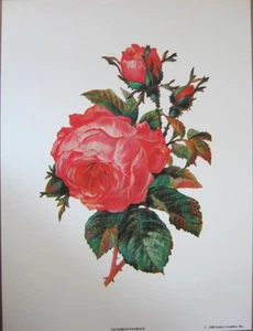 Kunstdruck ~ VIKTORIANISCHE BLUMEN 2 ~ rosa Rosen, Blumen, Dornen, Blätter Vintage Repr 9x12 - Bild 1 von 1
