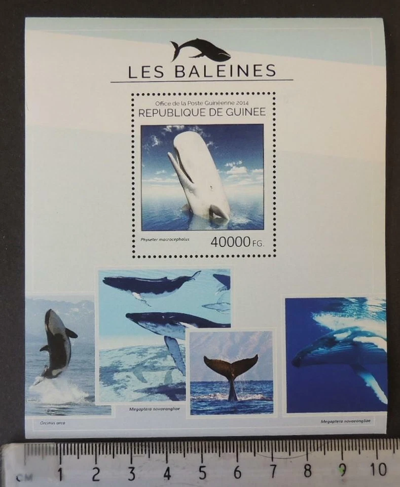 Гвинея 2014 киты млекопитающие морской жизни s/лист mnh - Изображение 1 из 1