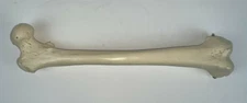 Somso Leg Femur Bone Anatomical Anatomy Medical Learning Model