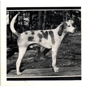 Vintage Original Photograph Treeing Walker Coonhound 3.5" SE5 - Picture 1 of 2