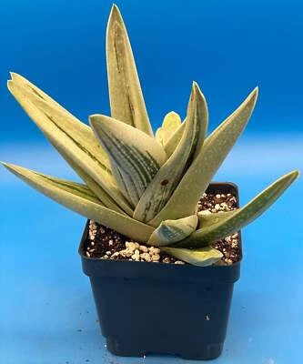 Hielo verde Gasteraloe cultivado en maceta de 4,5" Foto 1 de 4