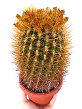 10 FEROCACTUS fordii forma 'GOLDEN' (spine gialle) SEMI SEEDS KORN SEMILLAS