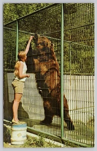 Bismarck Dakota del Norte, oso pardo de Alaska en el zoológico de Dakota, postal de colección - Imagen 1 de 2