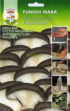 1 Conf. CHIODI DI MICELIO - Pleurotus