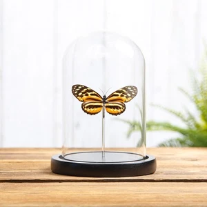 Mariposa de ala larga tigre en cúpula de vidrio (Heliconius helicale shanki) - Imagen 1 de 7