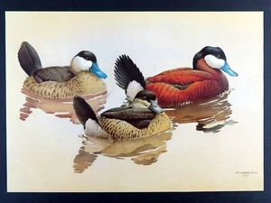 Estampado de pájaro vintage RUDDY DUCK por J. Fenwick Lansdowne 14x10 pulgadas - Imagen 1 de 3