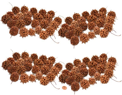 Muwse 100 Stk. Amberbaum Zapfen Natur trocken Mini-Zapfen Deko Floristik Basteln