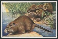 1933 BEAVER RAT GERMAN WUNDER DER TIERWEIT TOBACCO ANIMAL CARD #148 VG