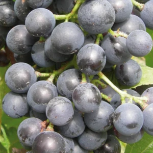 Vite Moscato Bleu 2L - Varietà da dessert, in forte crescita - Foto 1 di 9