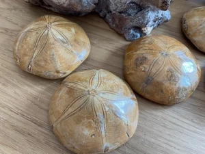 Versteinerte Seeigel, Sanddollar - Bild 1 von 2