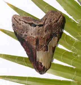 Hai Zahn Fossil 408 g Hai 14,1 x 11,0 cm Megalodon HZ144 teeth tooth Haizahn - Bild 1 von 2