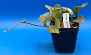 Hoya Carnosa ' Nova Ghost ' - 3.5 Inch Pot Super Healthy and Fully Rooted! (2) - Picture 1 of 6