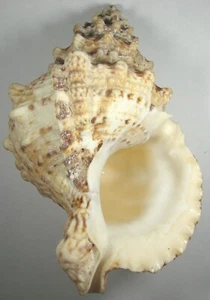 BURSA BUBO 188.47mm SUPER CHOICE SPECIMEN off Dar es Salaam, Tanzania - Picture 1 of 2