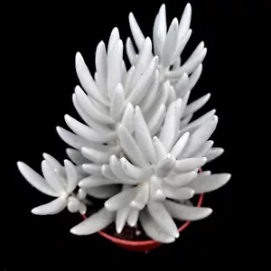 XL Senecio Mont Blanc 'Cocoon Plant' Wooly Senecio succulent in 10 cm pot - Picture 1 of 7
