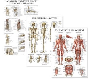 Palace Learning Confezione da 3 - Muscoli + Scheletro + Anatomia e Lesioni di Piedi e Caviglie - Foto 1 di 3