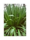 10x Doryanthes Palmeri Riesenspeerlilie Jardin Plantes - Graines ID904