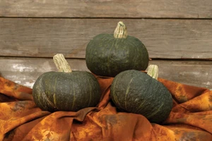 Buttercup Space Station Squash - 18 Seeds - Picture 1 of 2