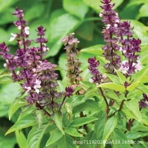 丁香罗勒种子西餐调料香草盆栽庭院 1 pack of clove and basil seeds, about 200 seeds - Picture 1 of 12