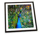 Peacock Bird Feathers Green FRAMED ART PRINT Picture Square Artwork