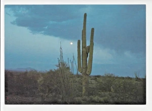 Cactus Seguaro pleine lune cactus arbustes scène du désert manches non postées GUC - Photo 1/2