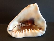 New ListingLarge Natural Shark Like Mouth Sea Shell Seashell 7 X 6