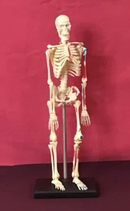 Menschliches Skelett Anatomie Modell, 9,5" - Bild 1 von 4