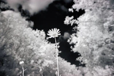 Cuerpo de cámara Nikon D5200 modificado. Convertido Espectro Completo-Astro-IR. FS: FILTRO GRATIS Foto 1 de 4