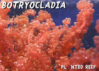 Marine Macroalgae Frag | Macro Algae | Refugium | Seahorse | Chaetomorpha Chaeto