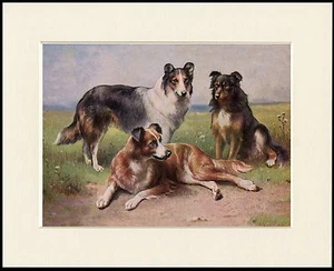 BORDER COLLIE GRUPPE VON HUNDEN SCHÖNER HUNDEDRUCK MONTIERT RAHMENFERTIG - Bild 1 von 1