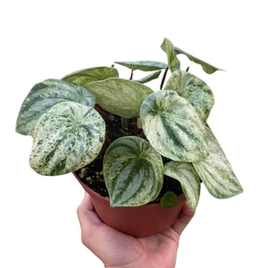 Peperomia 'Watermelon Variegated' - Picture 1 of 5
