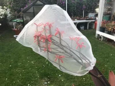 Bolsa de semillas de nailon bolsa de malla de red bolsa de vainas de semillas de aloe de frutas barrera contra insectos 20" x 14" Foto 1 de 3