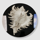$49 LA CORALLINA Black White Gorgona Shell Round Placemat