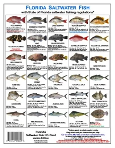 Saltwater Fish ID and Regulations Jumbo Card - Florida - Picture 1 of 2