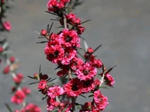 Leptospermum scoparium Burgundy Queen - Picture 1 of 4