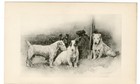 PATTERDALE JACK RUSSELL TERRIER DOGS 1896 ANTIQUE DOG ART PRINT BY ARTHUR WARDLE