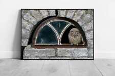 Curious Little Owl In Broken Window Of Abandoned House Netherlands Wall Art