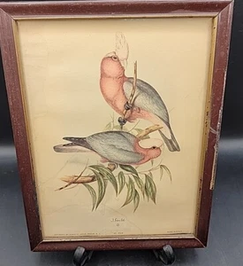 Vintage 1940s J. Gould Lithograph Bird Pastel GALAH PARROTS - Picture 1 of 4