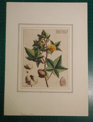 Baumwolle - originaler altkolorierter Kupferstich um 1732 im Passepartout - Bild 1 von 4